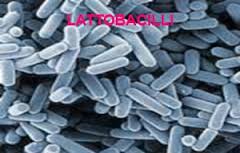 Lattobacilli